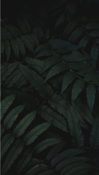 Mysterious Green wallpaper