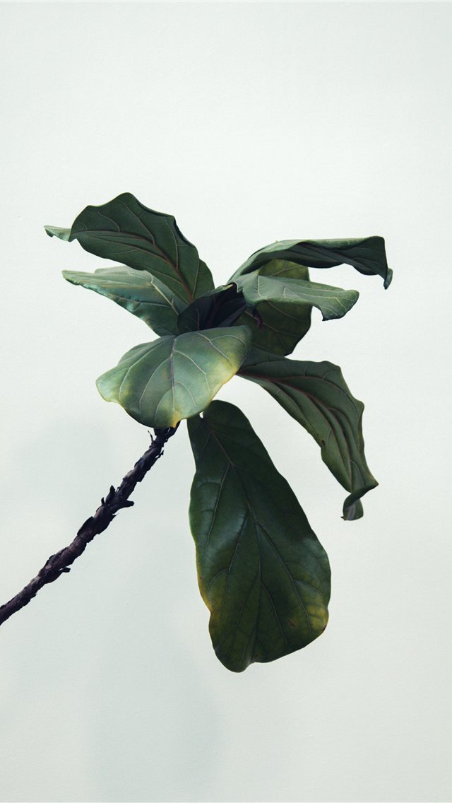 640x1136 green - leaf iPhone Wallpaper