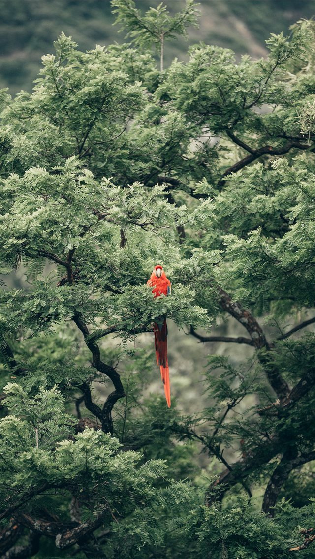 640x1136 bird - bird iPhone Wallpaper