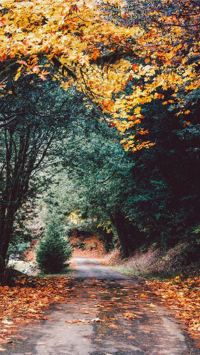 640x1136 Elk River Campground  Port Orford  United States - slow iPhone Wallpaper