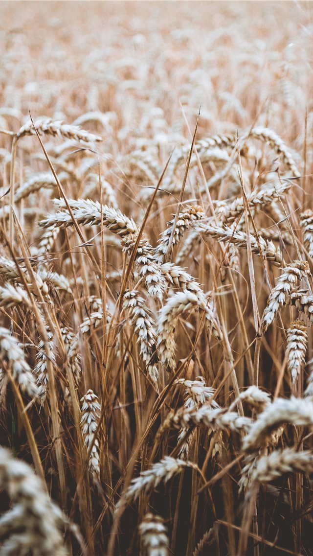 640x1136 in the fields - harvest iPhone Wallpaper