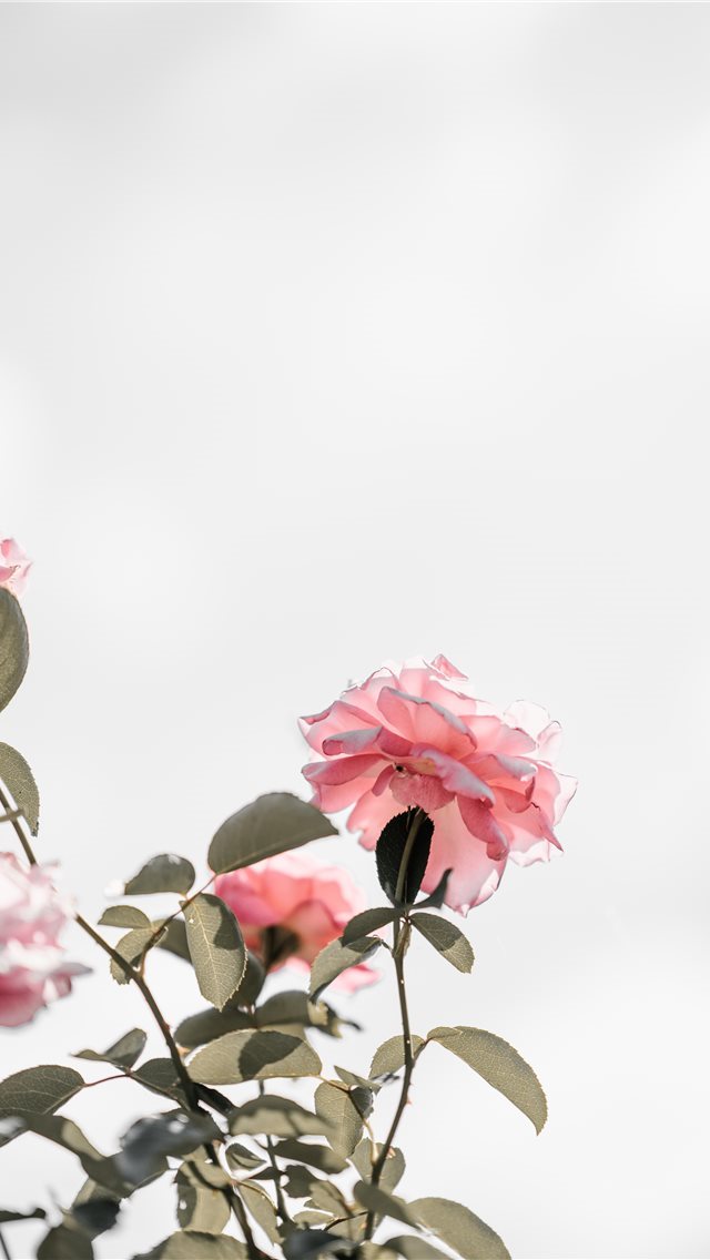 640x1136 Pink roses with blank space  light - sky iPhone Wallpaper