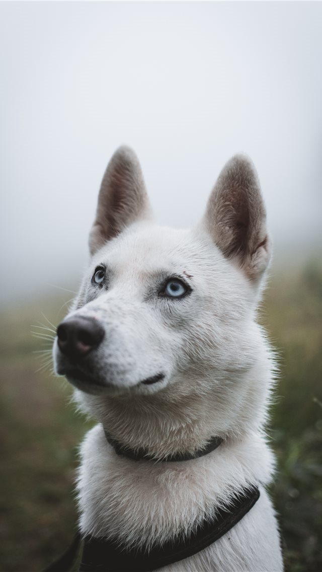 640x1136 Those eyes! - friend iPhone Wallpaper
