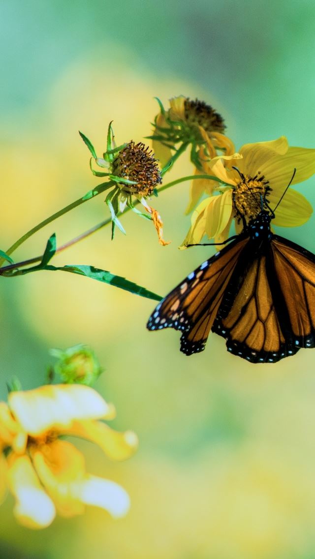 640x1136 Butterfly on Flower -  iPhone Wallpaper