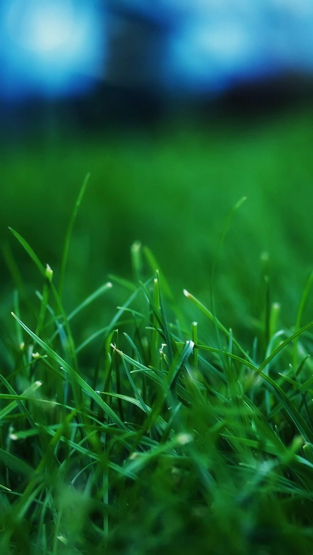 640x1136 Grass Closeups -  iPhone Wallpaper