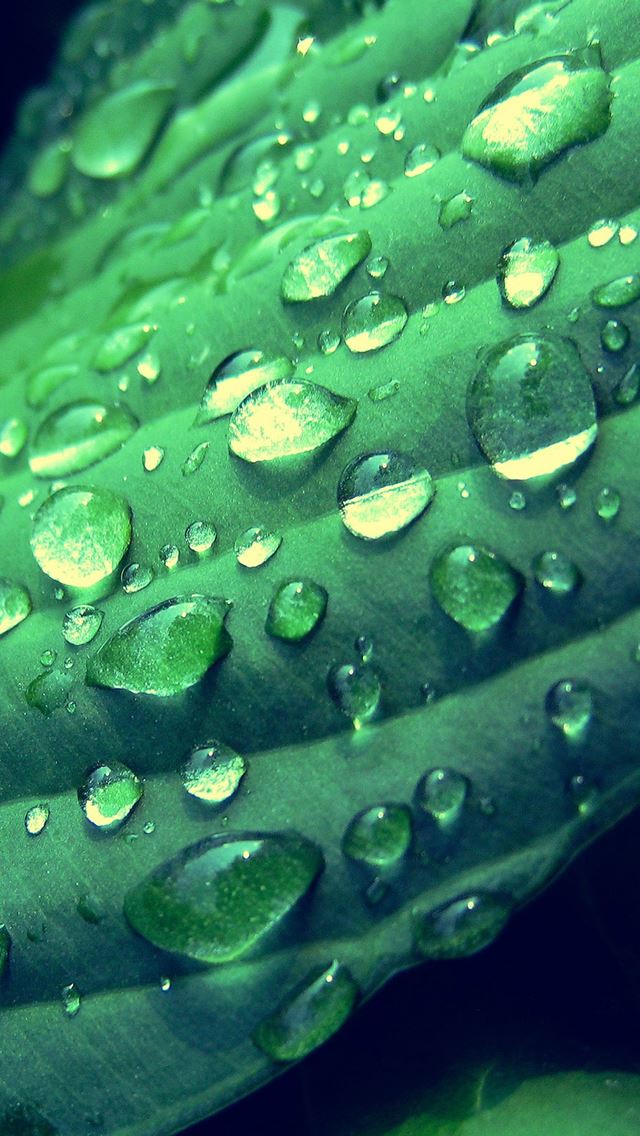640x1136 Morning Dew - leaf iPhone Wallpaper