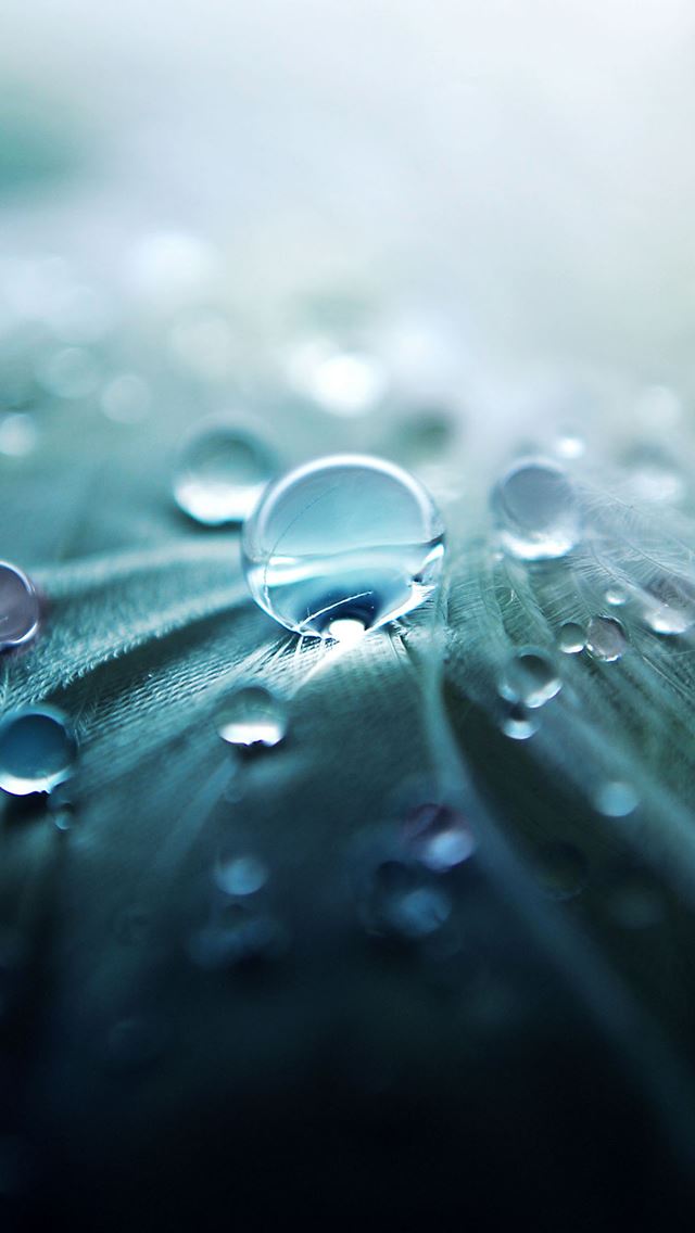 640x1136 Pure Dew Closeups -  iPhone Wallpaper
