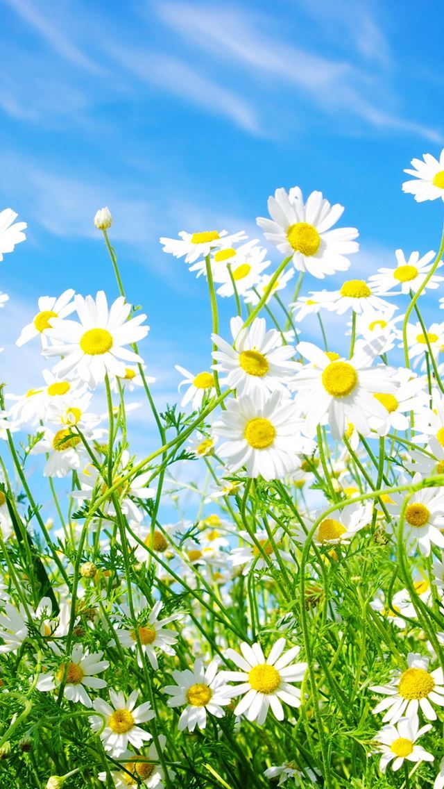 1284x2778 Daisies Flowers - cloud iPhone Wallpaper