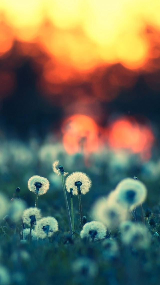 640x1136 Dandelions at Sunset -  iPhone Wallpaper