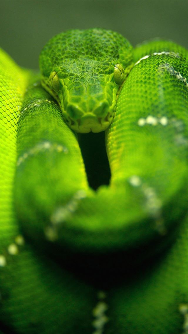 640x1136 Green Snake - wild iPhone Wallpaper