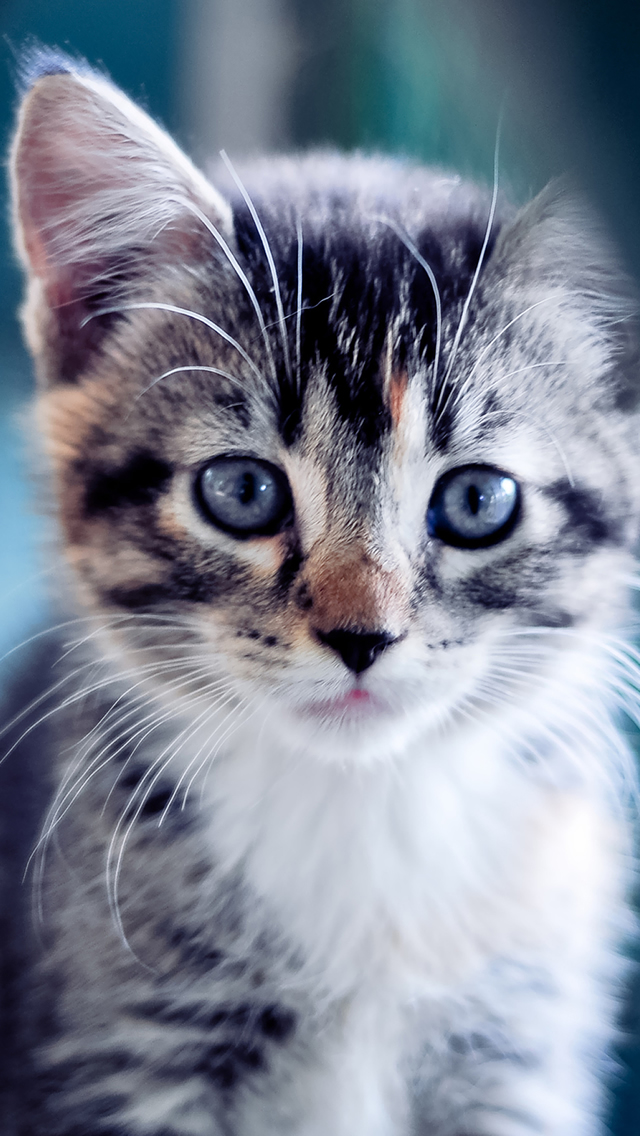 Cute Kitten iPhone Wallpapers Free Download