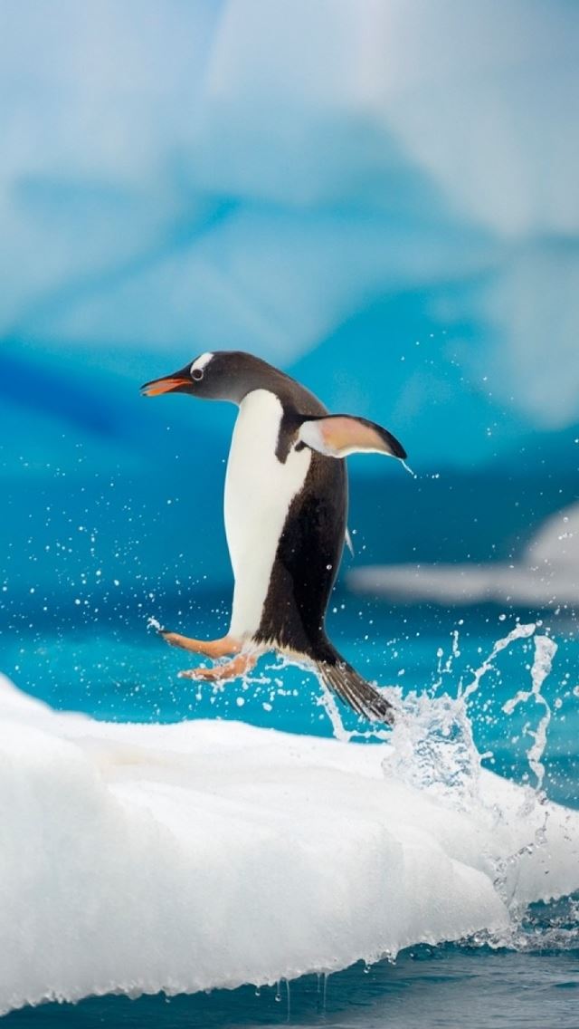 640x1136 Penguin Jumping - jumping iPhone Wallpaper