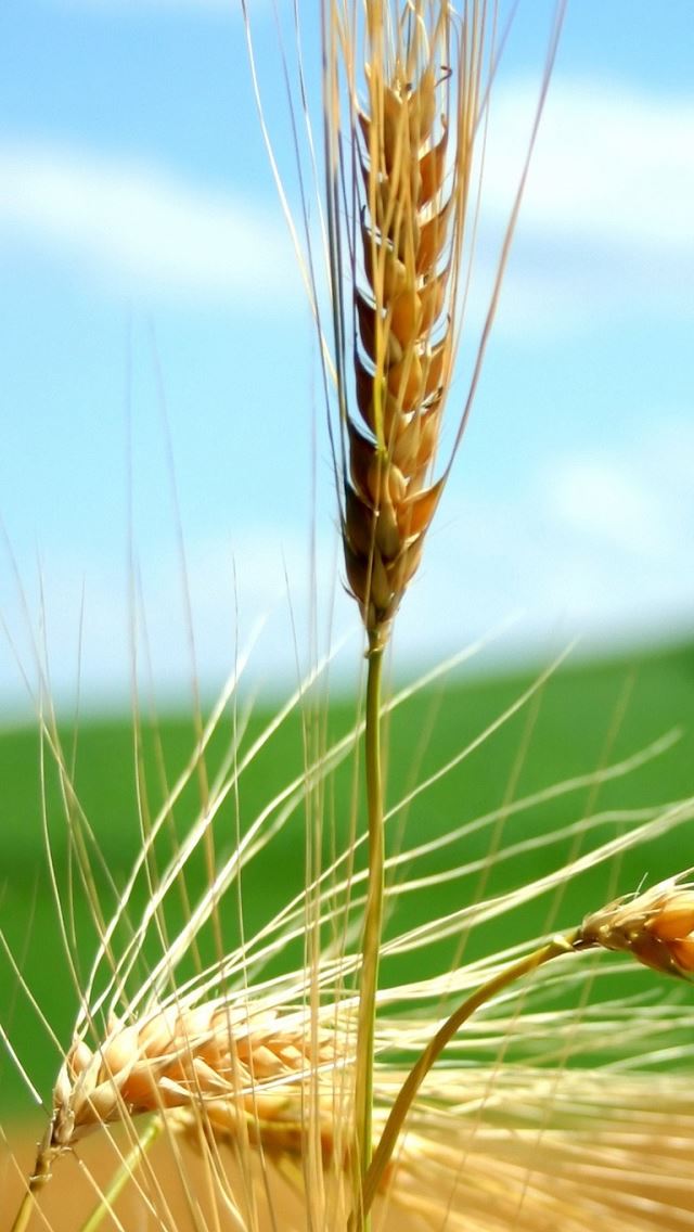640x1136 ripe wheat ears -  iPhone Wallpaper