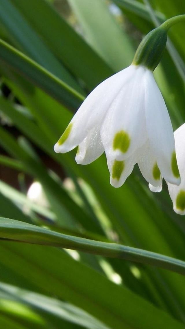 640x1136 snow drops - snow iPhone Wallpaper