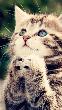 Praying Kittens wallpaper