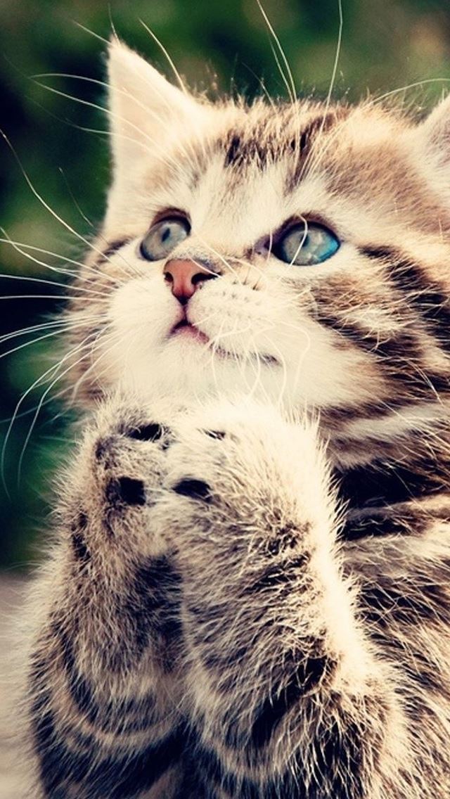 640x1136 Praying Kittens -  iPhone Wallpaper