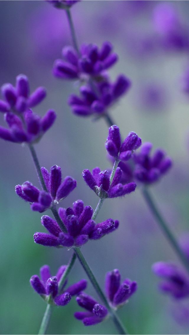 640x1136 Lavender - purple iPhone Wallpaper