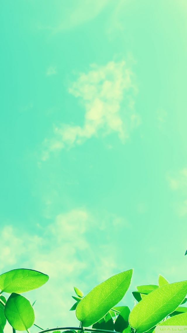 640x1136 Vines and Sunny Sky - leaves iPhone Wallpaper