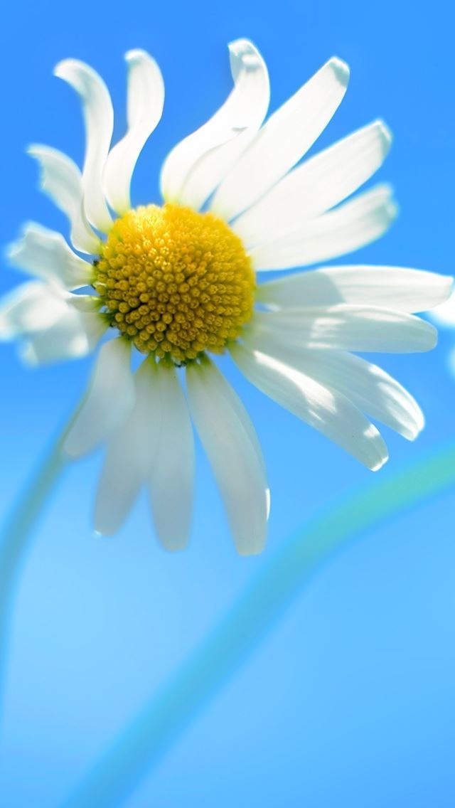 640x1136 Windows 8 Official Wallpaper - pure iPhone Wallpaper
