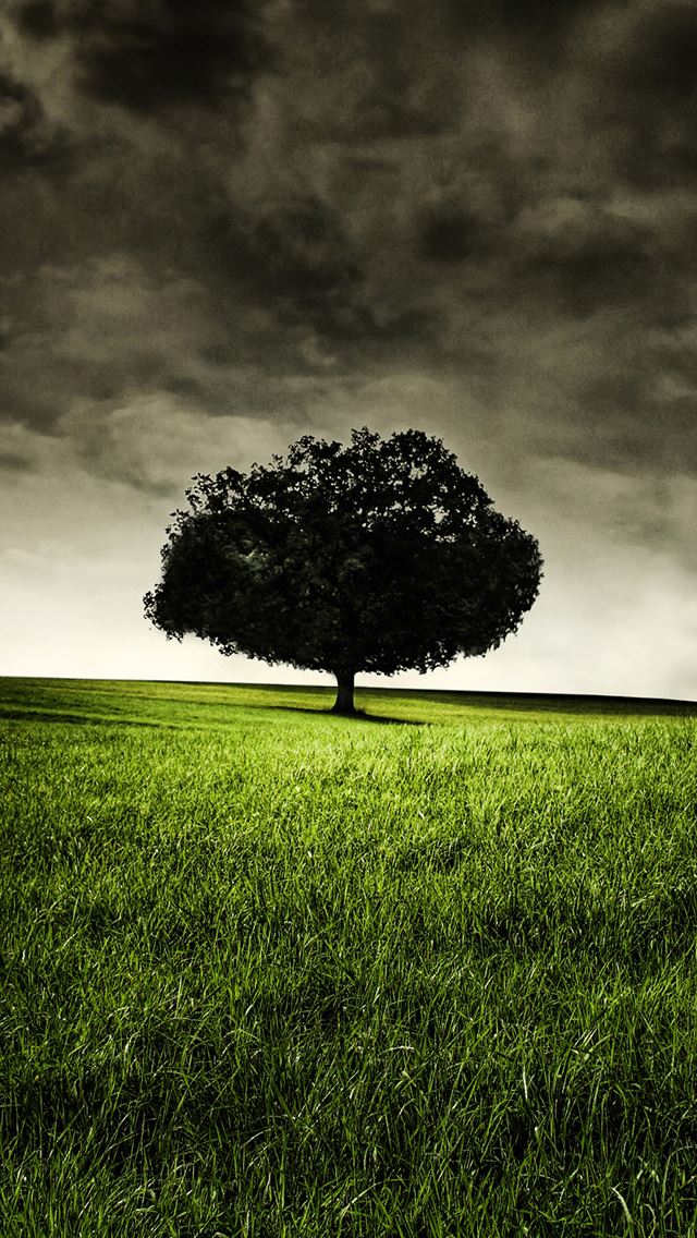 640x1136 Single Tree on Hill - hill iPhone Wallpaper