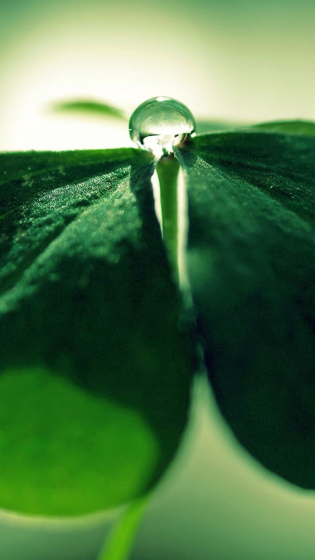 640x1136 Clover Drops - sunshine iPhone Wallpaper
