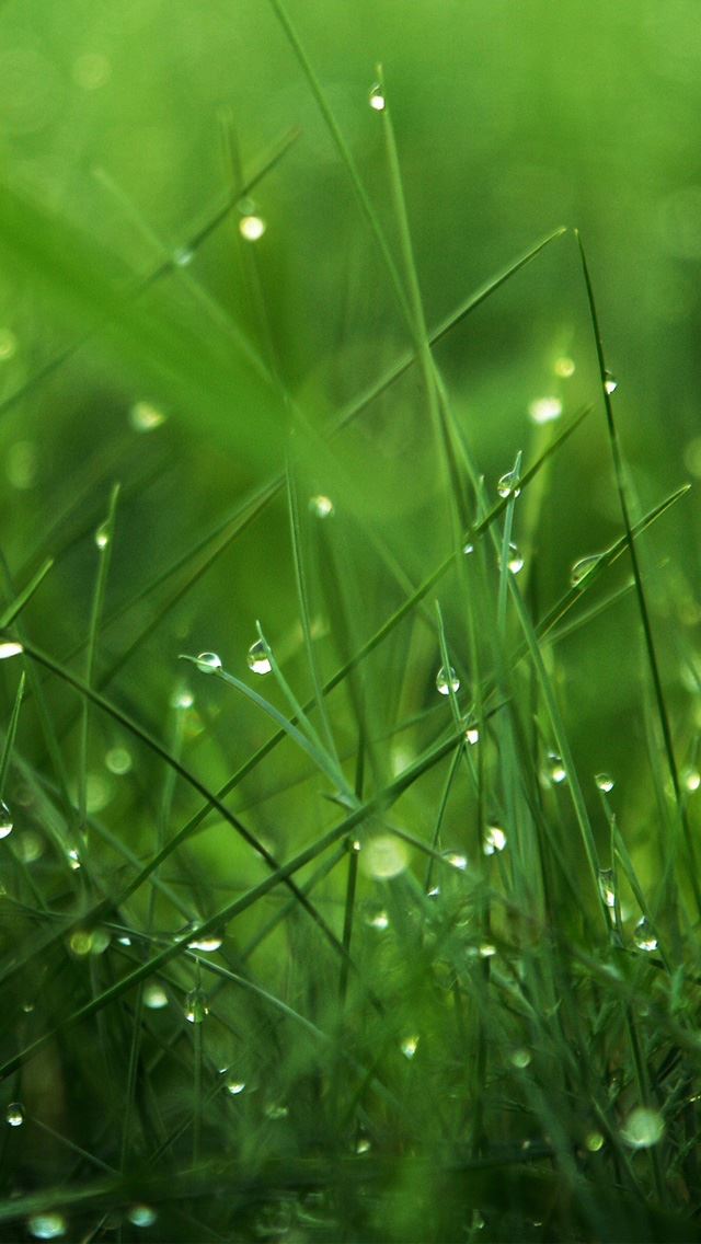 640x1136 Dew on Grass - dew iPhone Wallpaper