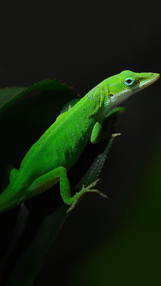 640x1136 Green Lizard - wild iPhone Wallpaper