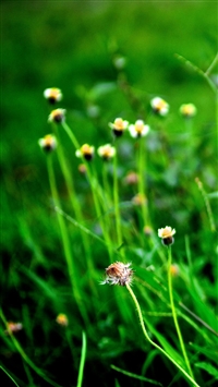 Fild of Wildflowers wallpaper