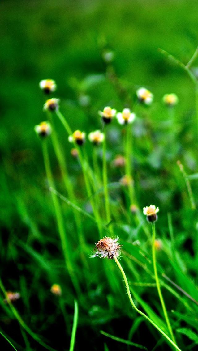 640x1136 Fild of Wildflowers - spring iPhone Wallpaper