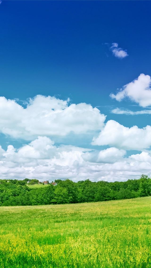 640x1136 Summer Scenery - trees iPhone Wallpaper