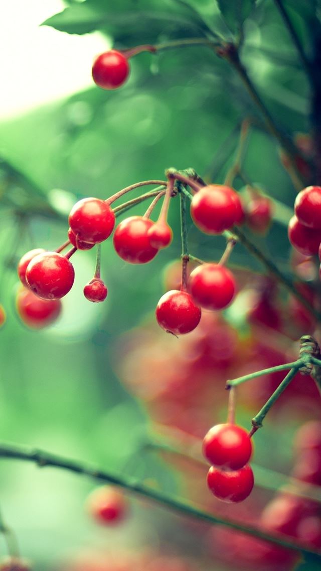 640x1136 Red Berries - berries iPhone Wallpaper