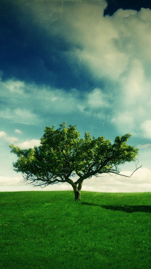 640x1136 Summer Landscape - trees iPhone Wallpaper