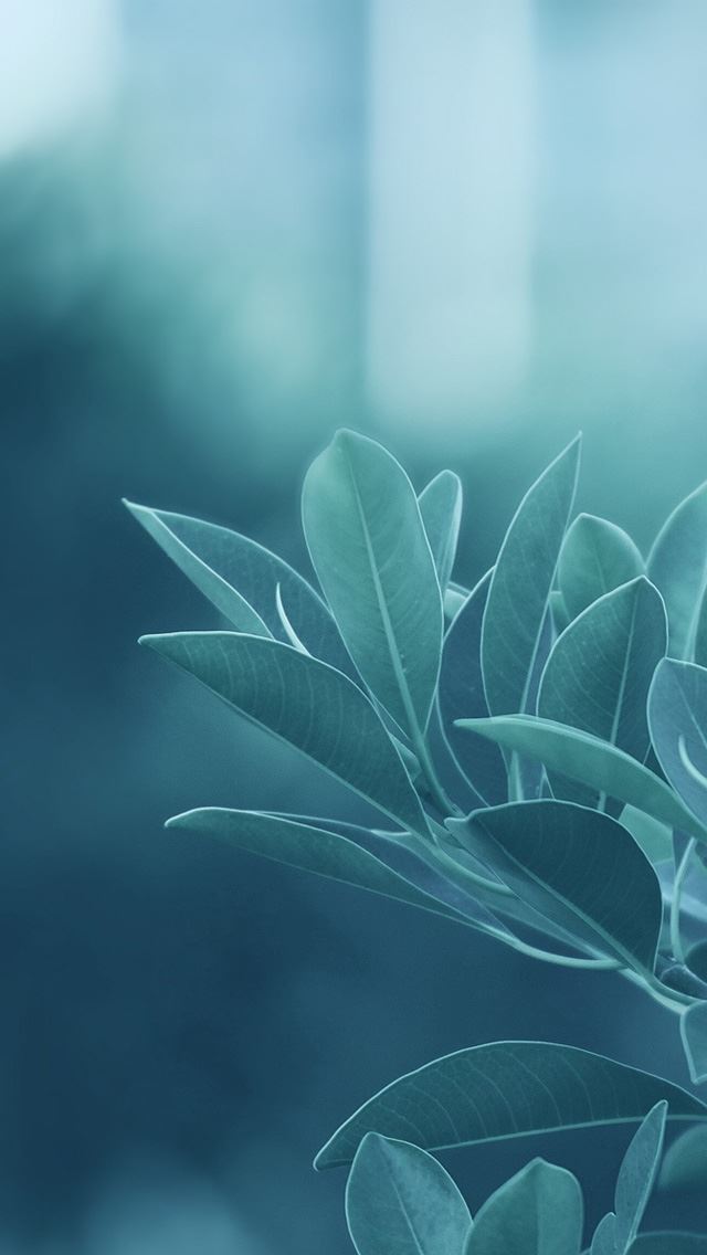 640x1136 Green Leaves -  iPhone Wallpaper