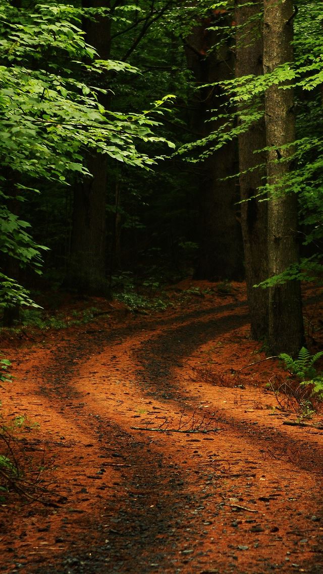 640x1136 Forest Path Road - trees iPhone Wallpaper