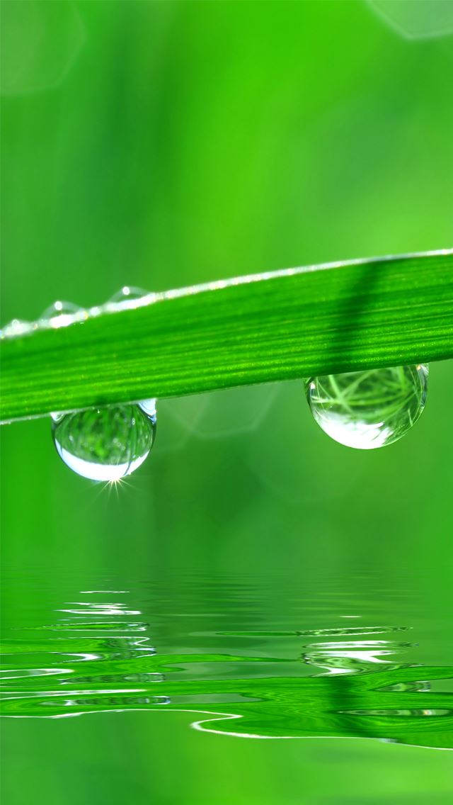 640x1136 Green Dew - dew iPhone Wallpaper