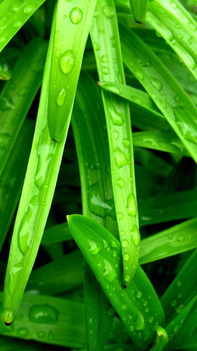 640x1136 Water and Leaves -  iPhone Wallpaper