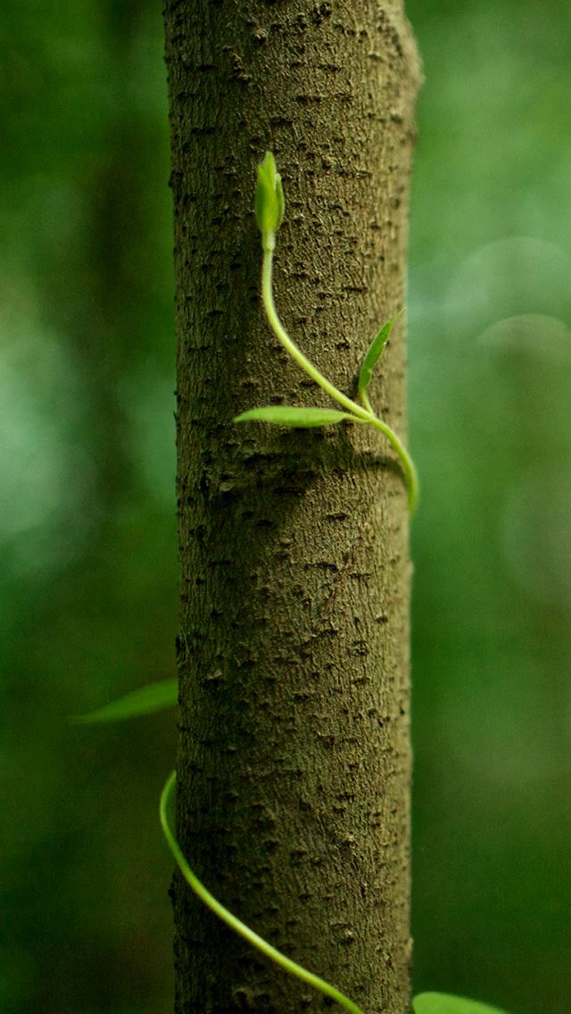 640x1136 Moving Up - trees iPhone Wallpaper