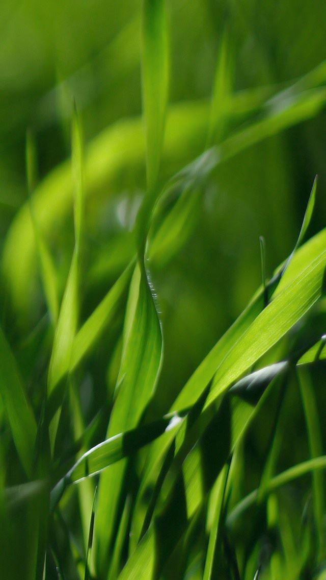 640x1136 Green Leaves - leaves iPhone Wallpaper