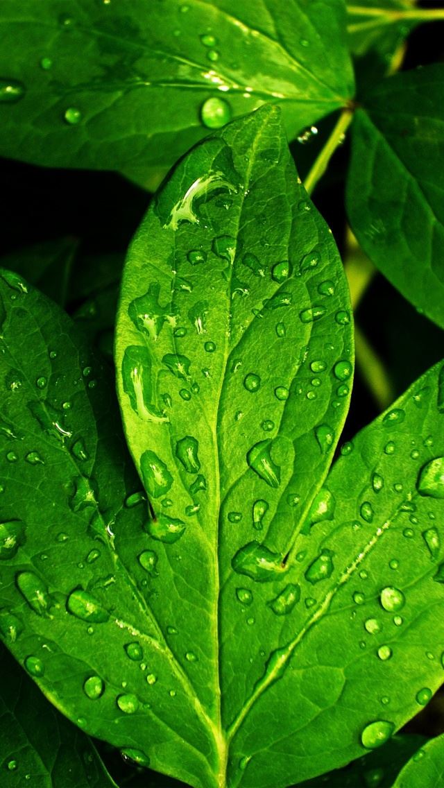 640x1136 Leaves and Dew - simple iPhone Wallpaper