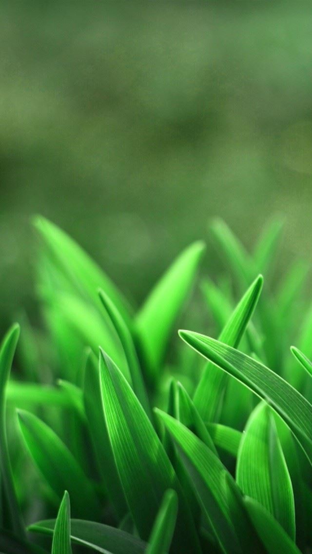 640x1136 Leaves Closeups -  iPhone Wallpaper