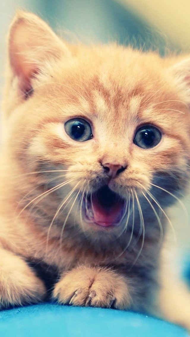 640x1136 Cute Cat -  iPhone Wallpaper
