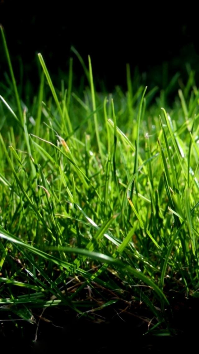 640x1136 Grass Macro - simple iPhone Wallpaper