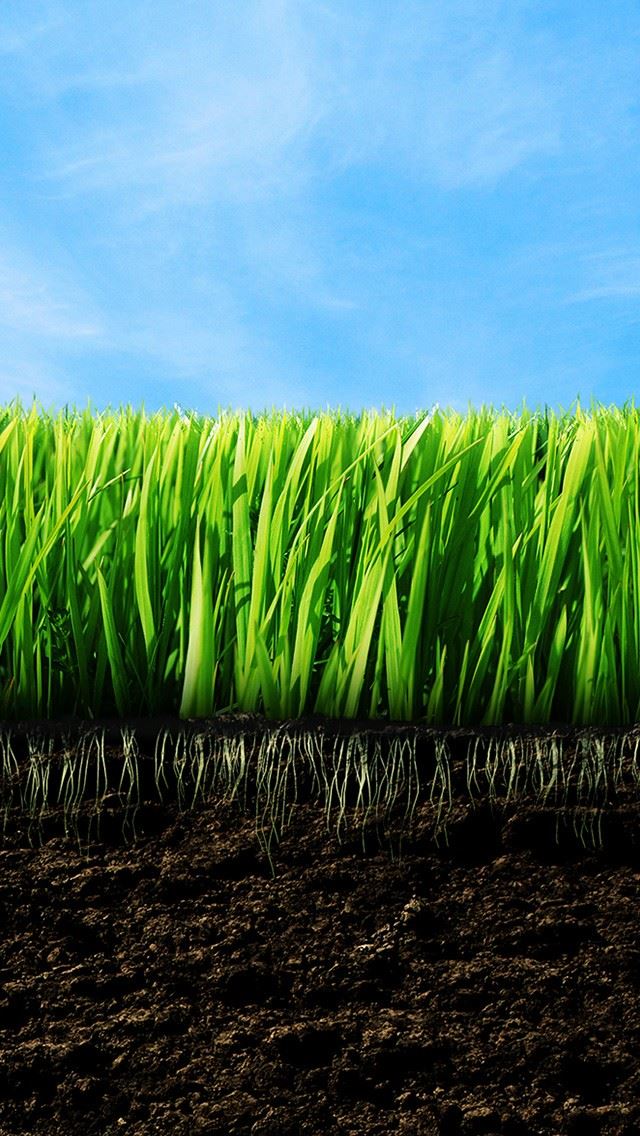 640x1136 Empty Grass -  iPhone Wallpaper
