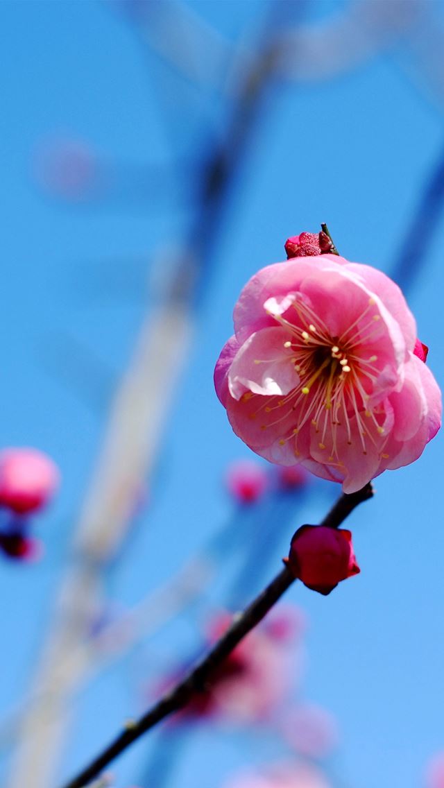 640x1136 Pink Flower - purple iPhone Wallpaper