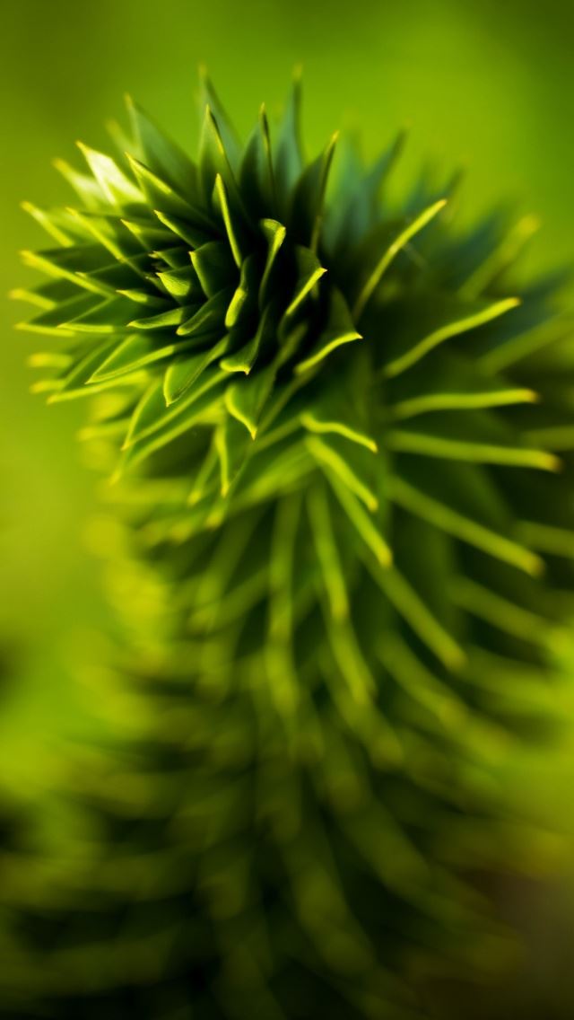 640x1136 Leaves Macro -  iPhone Wallpaper
