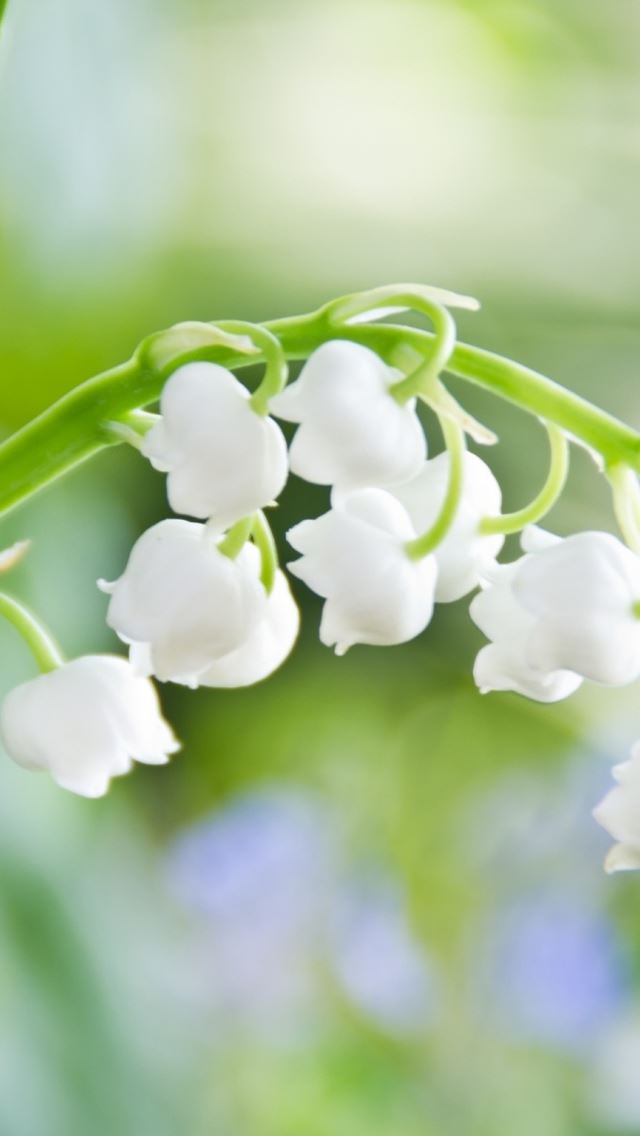 640x1136 Lily of the Valley Macro - valley iPhone Wallpaper