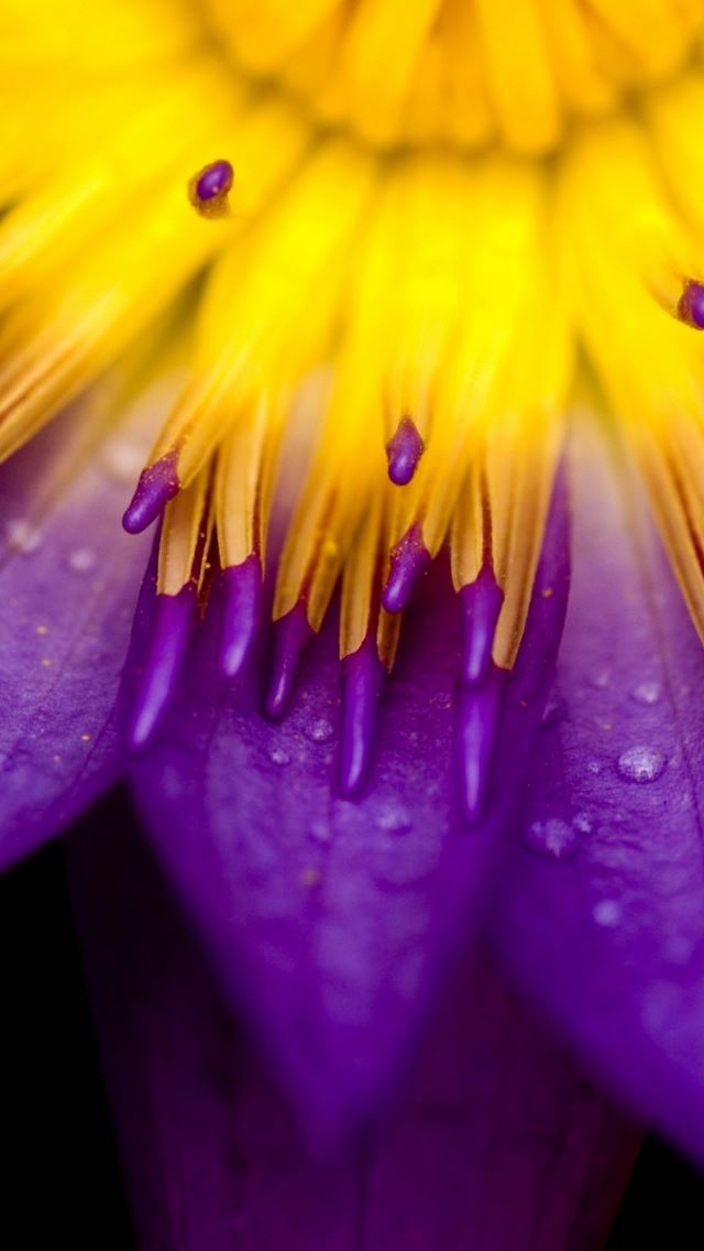 640x1136 Purple and Yellow Petals -  iPhone Wallpaper