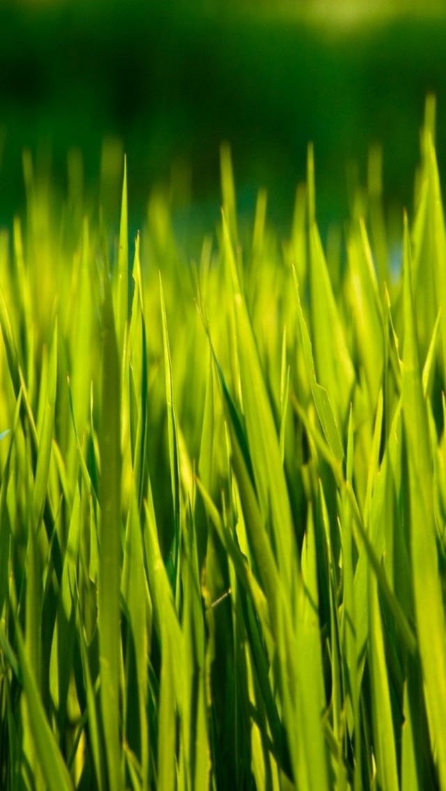640x1136 Summer Grass Macro -  iPhone Wallpaper
