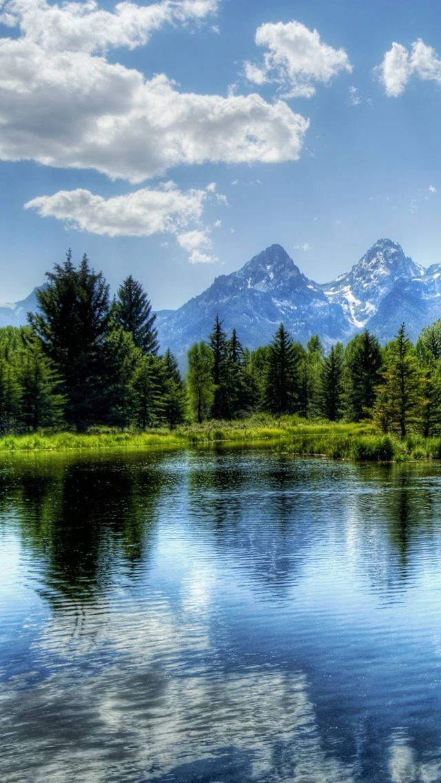 1284x2778 Forest Lake - trees iPhone Wallpaper