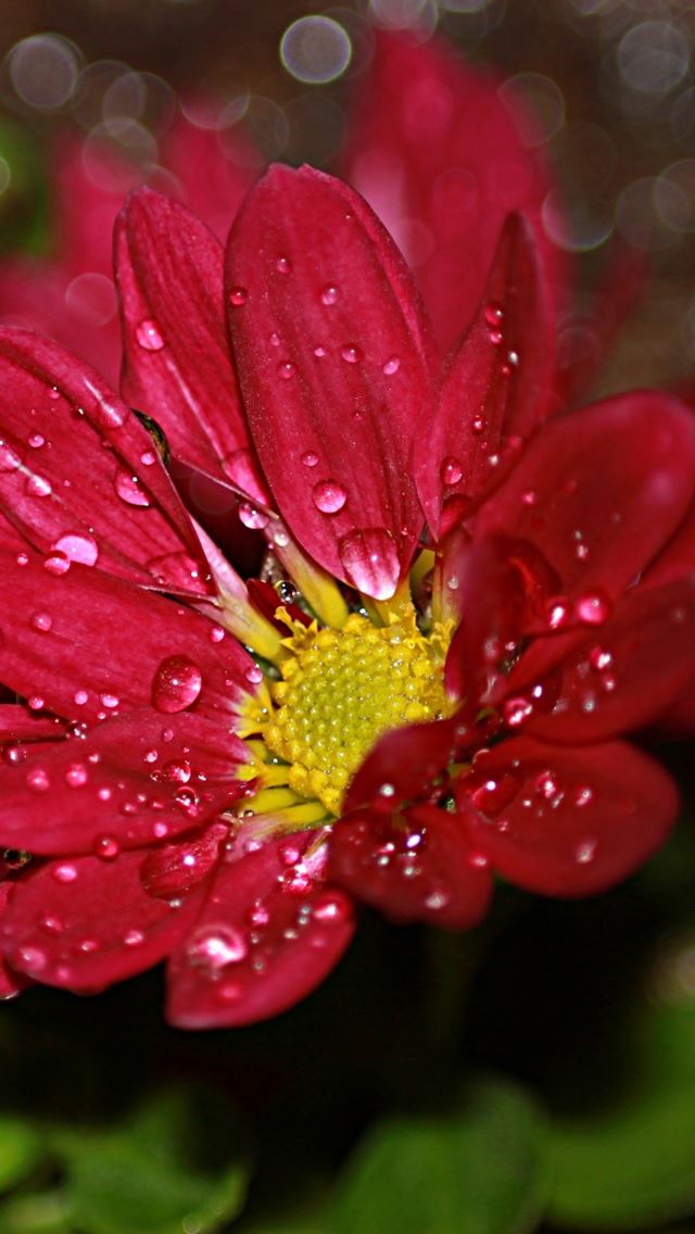 640x1136 Flower Drops - dew iPhone Wallpaper